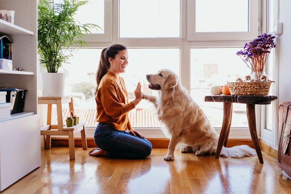 Everything-Your-Pet-Needs-in-One-Place-Welcome-to-Roadtrip-Products Roadtrip Products